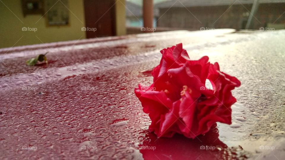Wet red fallen flower