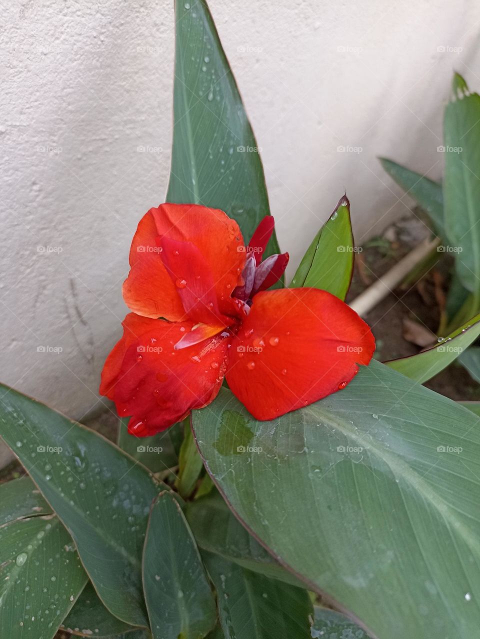 A close view of canna flowers with water drops on its petals make it more pretty and beautiful.