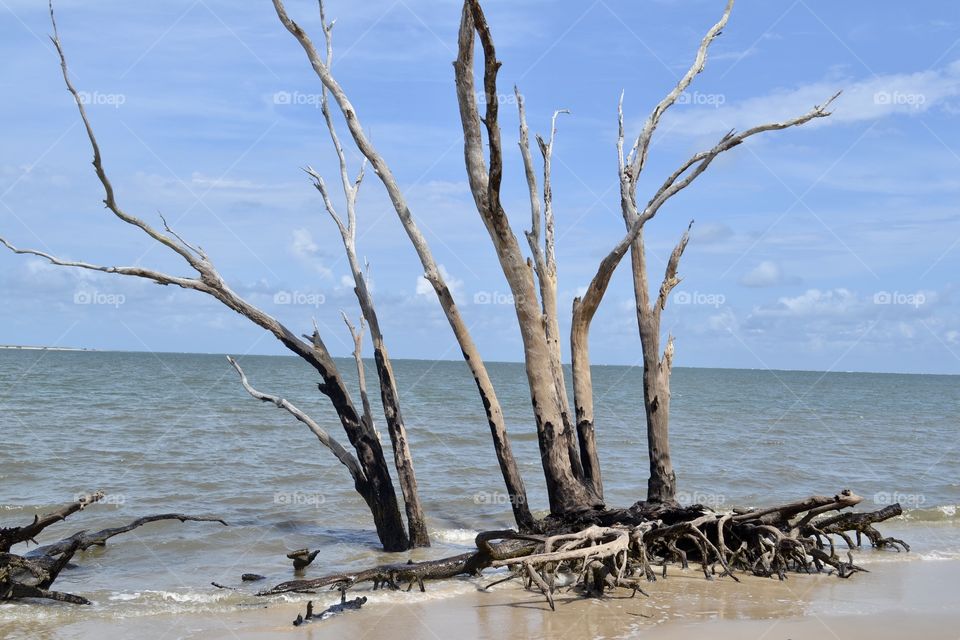 Weathered tree branches growing up through the sand at a beach. The ocean is in the background 