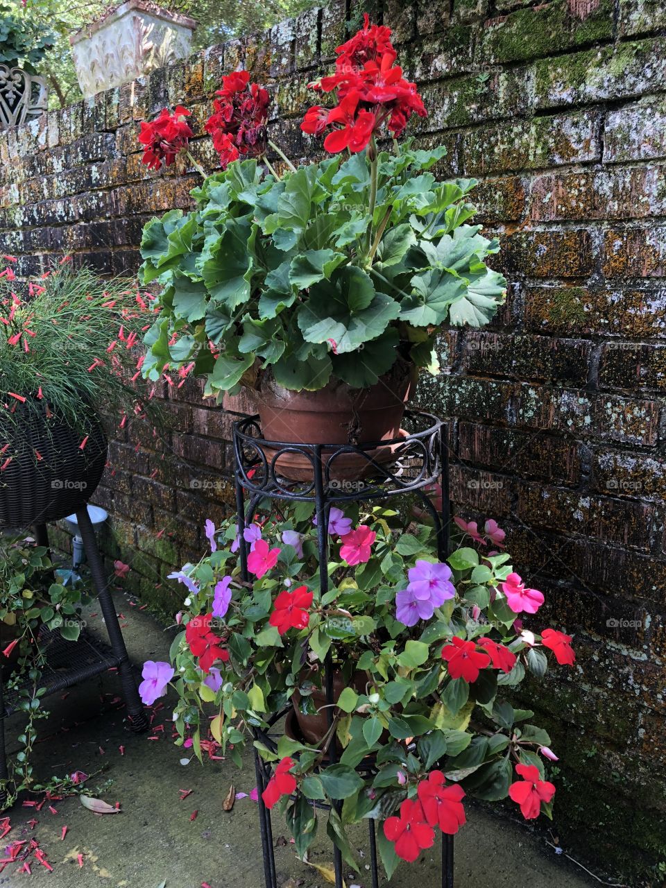 Colorful flowers in bloom on multi level stand