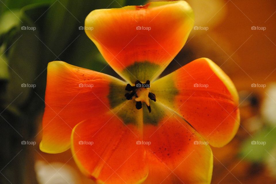 Inner tulip