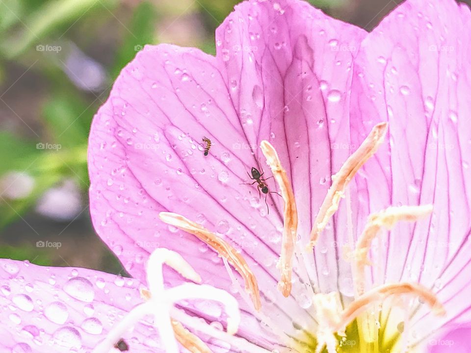 Close up of an ant and worm on a wild primrose flower.