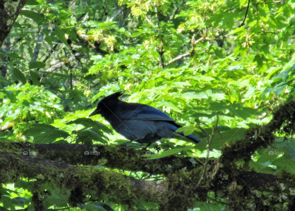 Steller's jay