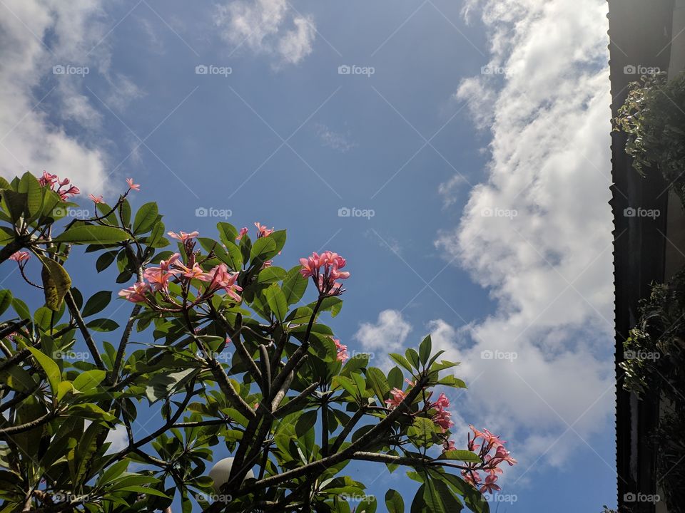 flower and sky