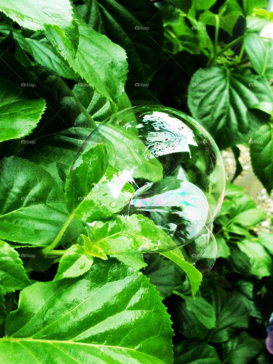 green garden leaves bubble by gitt123
