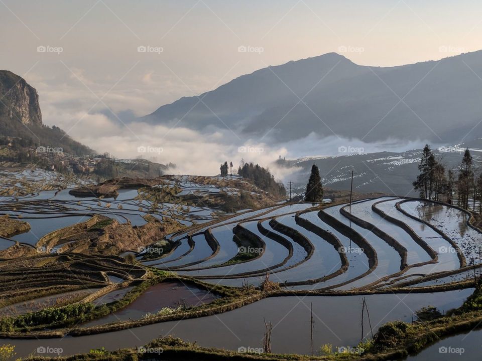 The rice paddy fields of China