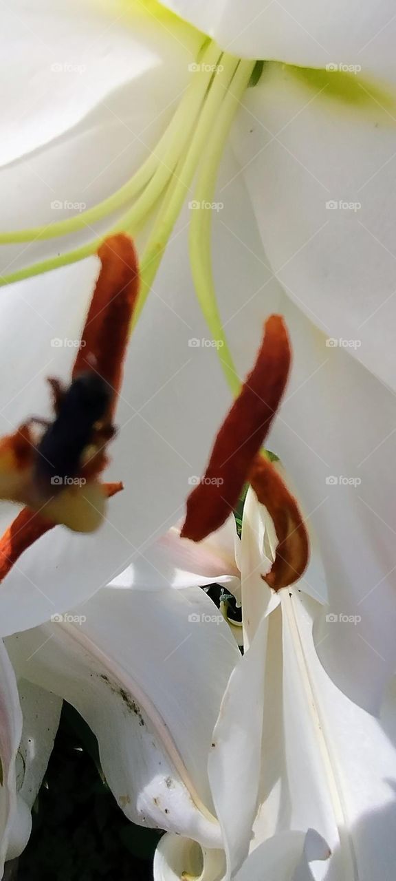 magnificent white lily