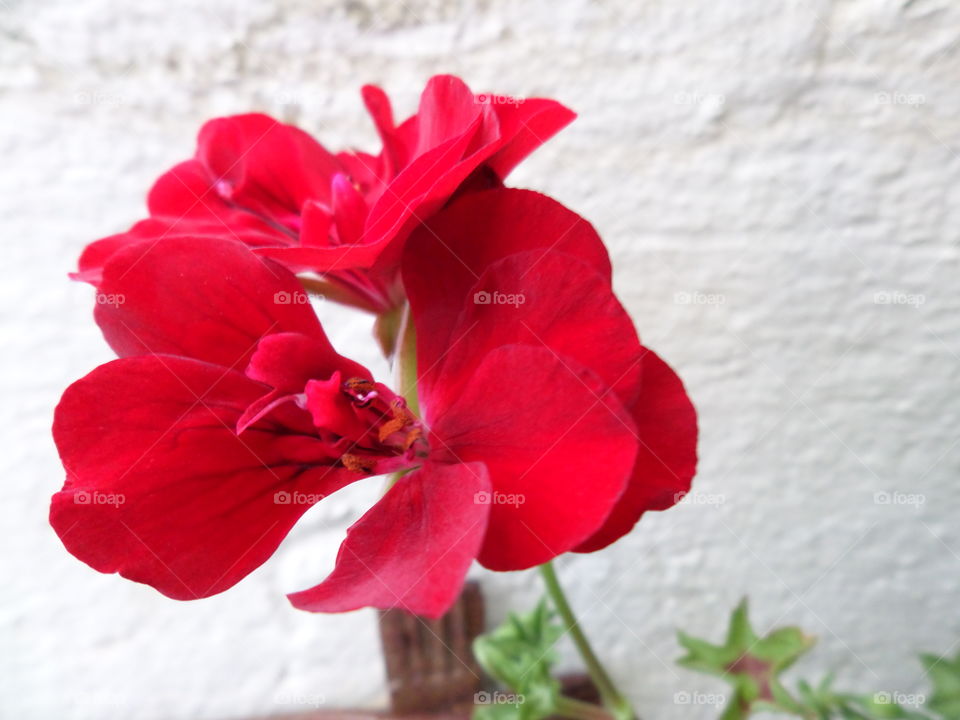 Close-up of red flowers