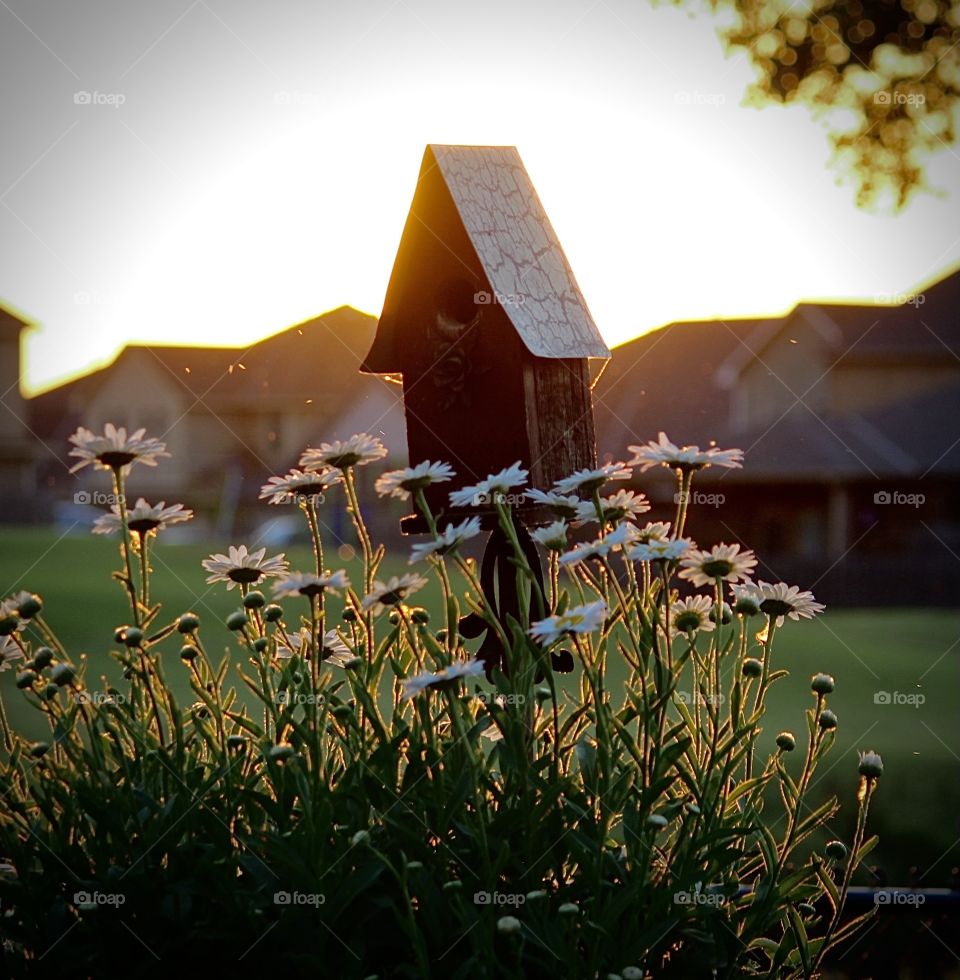 Birdhouse & Daisies. 