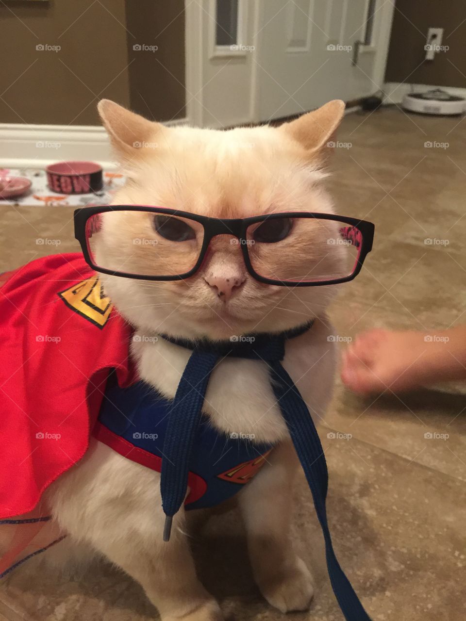 From the planet of Kitton, the Kitty of steel known as SuperKitty! Possessing phenomenal strength and quickness, Superkitty fights for justice and peace, disguised as a cool cat, known as Kitty Kent!