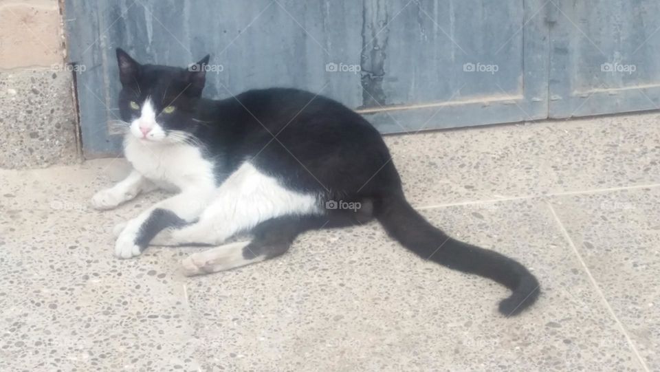  A cat lying on a break near the house