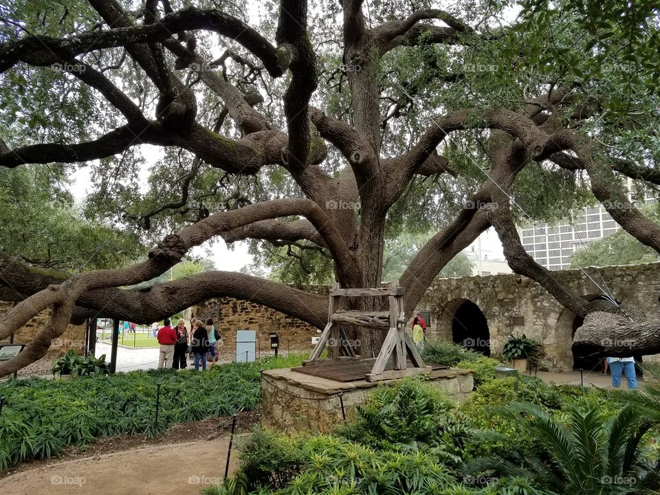 tree in the Alamo