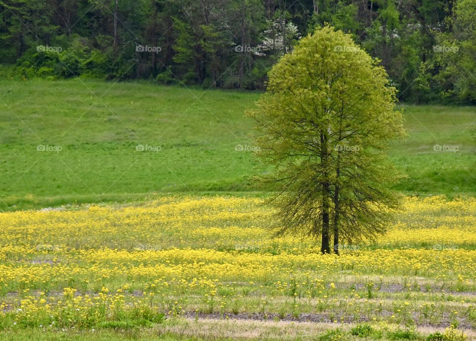 Field of yellow flowers and a tree