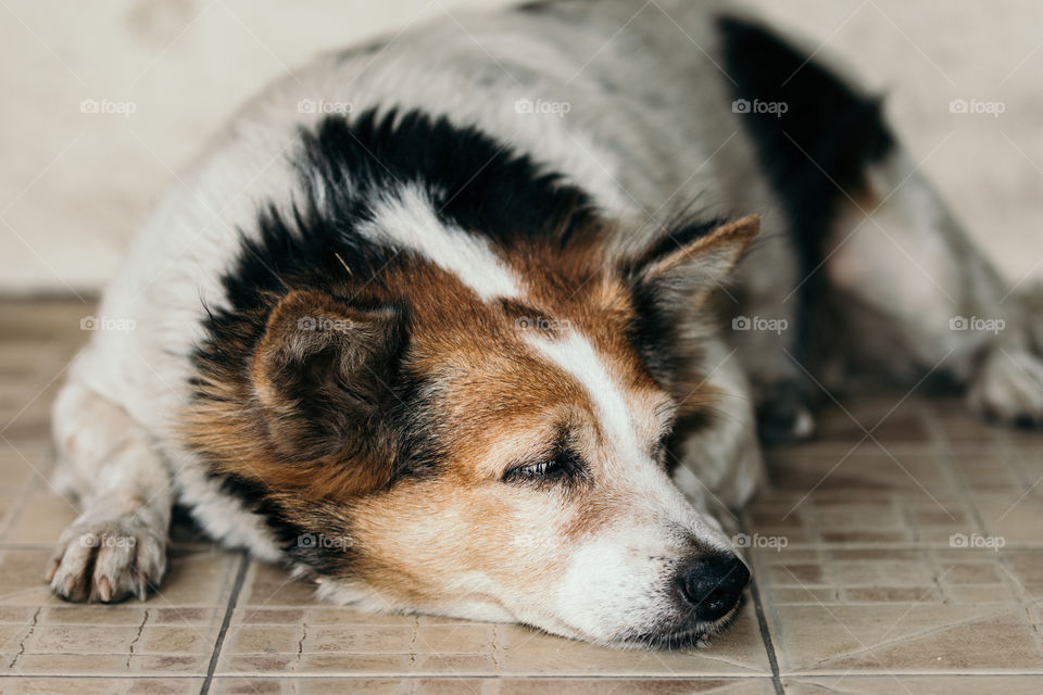 Dog sleeping on the floor 