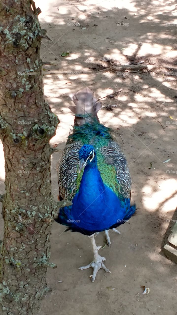 A Peacock at York Wild Kingdom in Maine