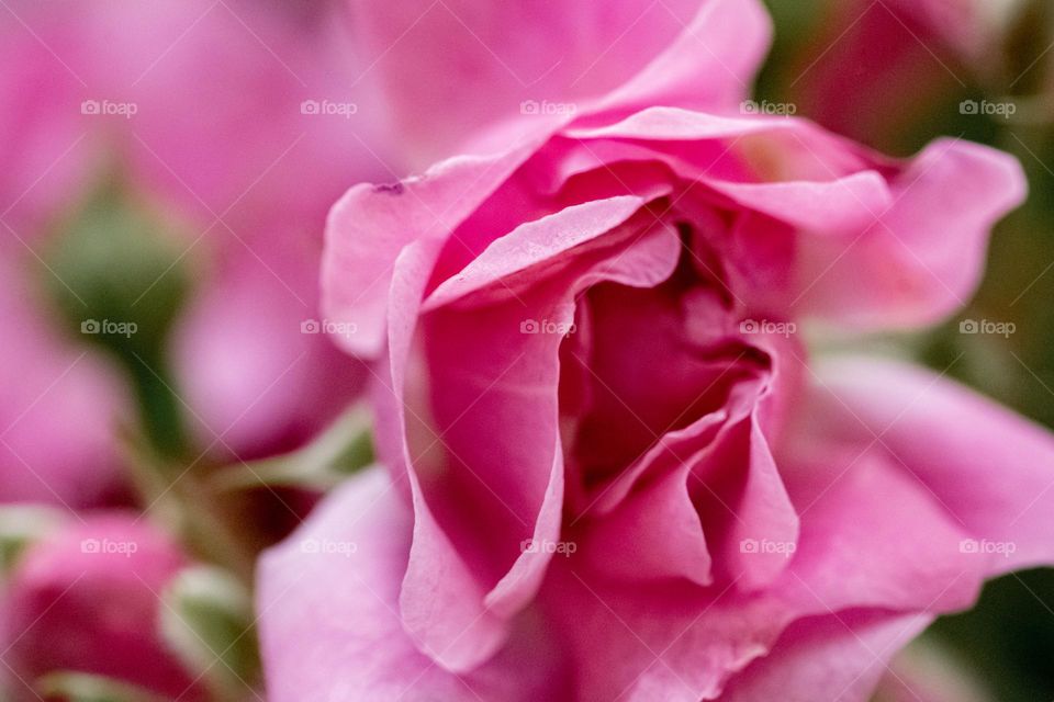 A pink rose closeup