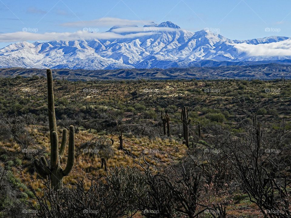 The Four Peaks Wilderness east of Phoenix Arizona is covered in rare winter snow, contrasting the arid desert floor in the foreground