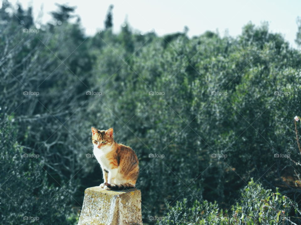 Fabulous Cat, Kitty cat, nature, green, wild, forest, animal, pet, pet lover, cat lover, cute wallpaper, background, landscape, photography, still, kitty