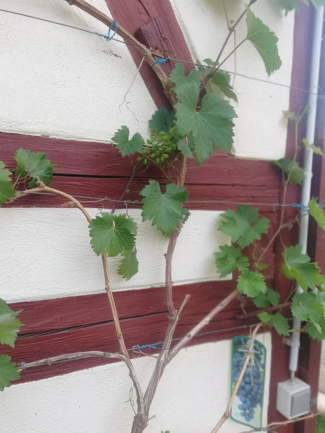 Weintrauben