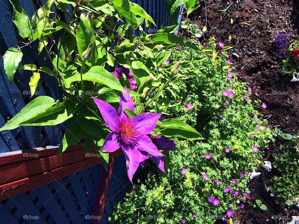 Purple clematis 