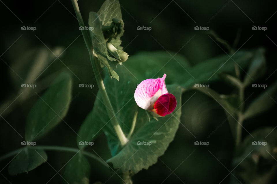 sweet pea flower
