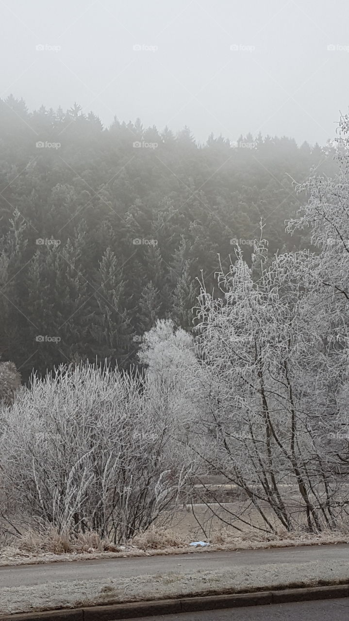 Winter ist langsam mal auch bei uns angekommen  siehe der Frost an den Bäumen