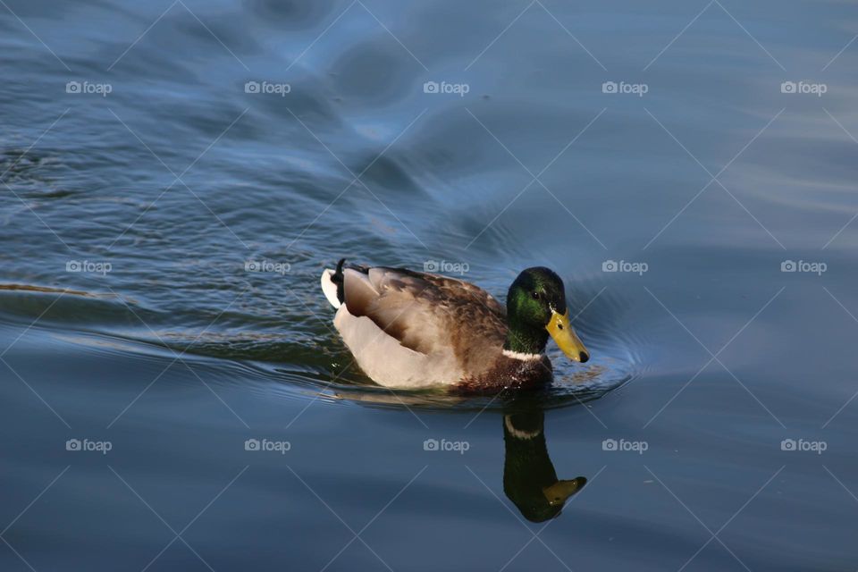 Mallard Duck Swimming in Lake