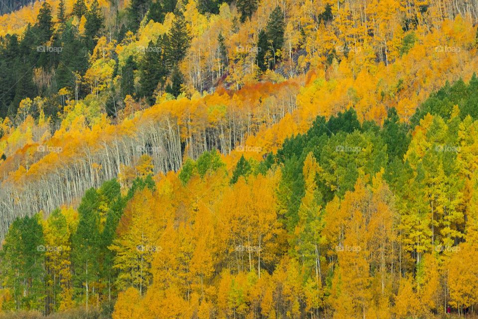 Colorful trees