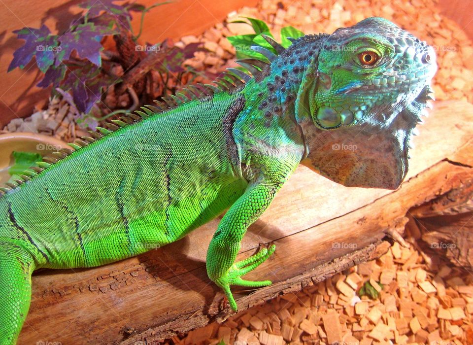 Amazing green iguana close up shooting wildlife beautiful nature therapy summer mood positive vibes colorful lizard beautiful beings little friends
