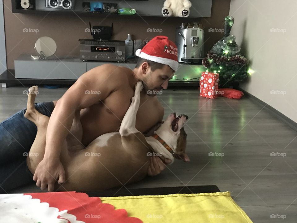 Christmas dog