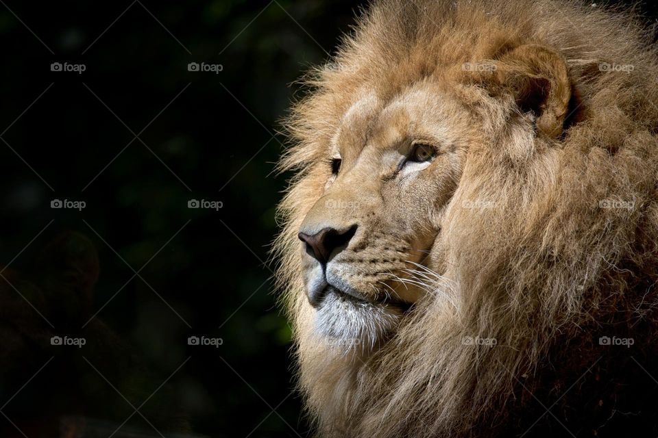 lion