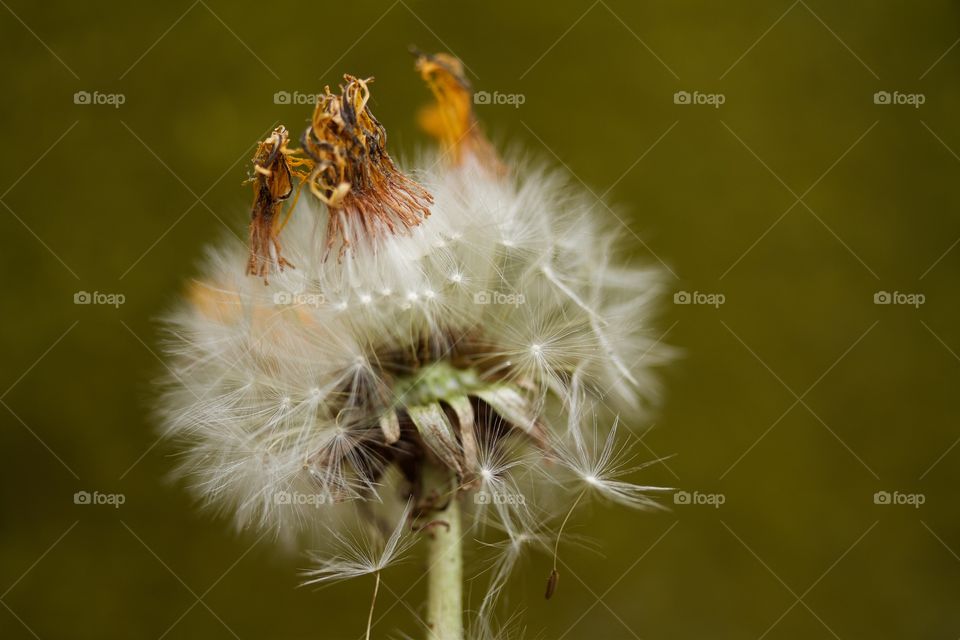 dried dandelions, macro of dandelion seeds 