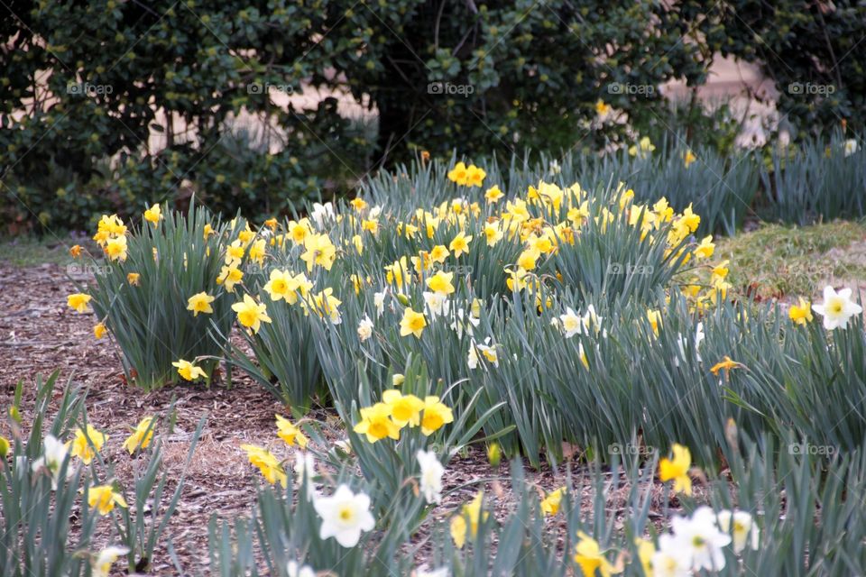 Field of Daffodils