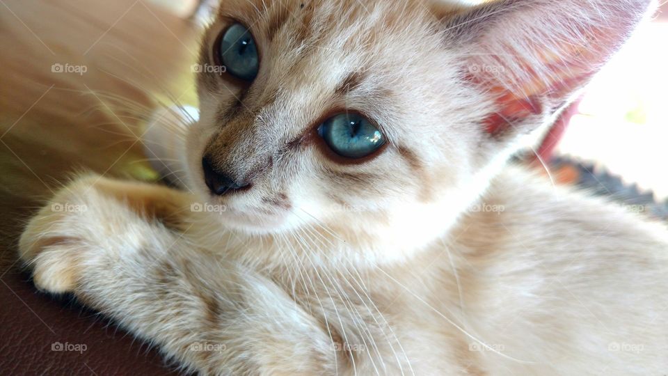 Gato de olhos azuis.