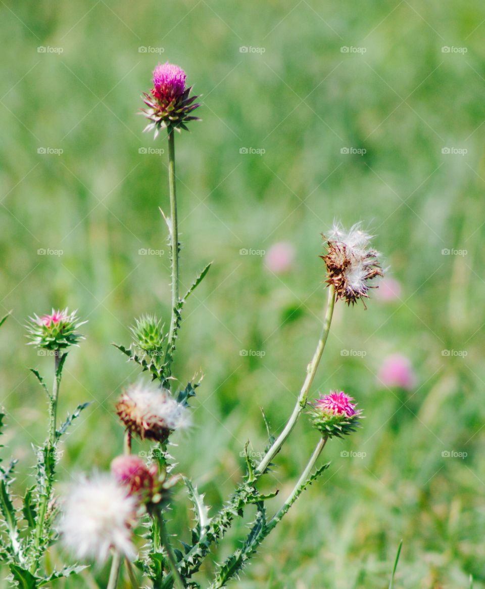 Stages of a Nodding Thistle