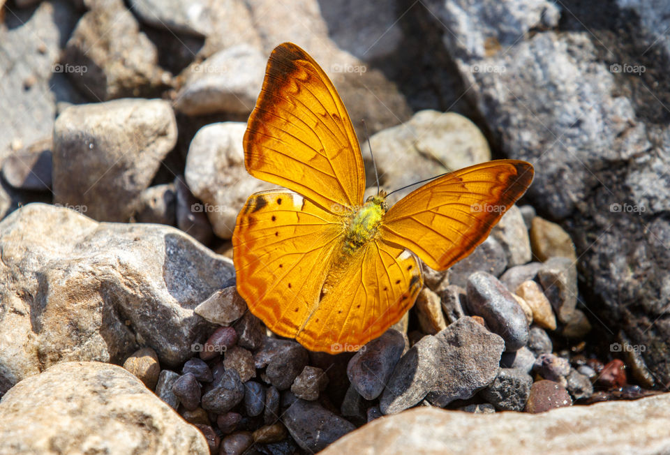 Butterfly perching on stones