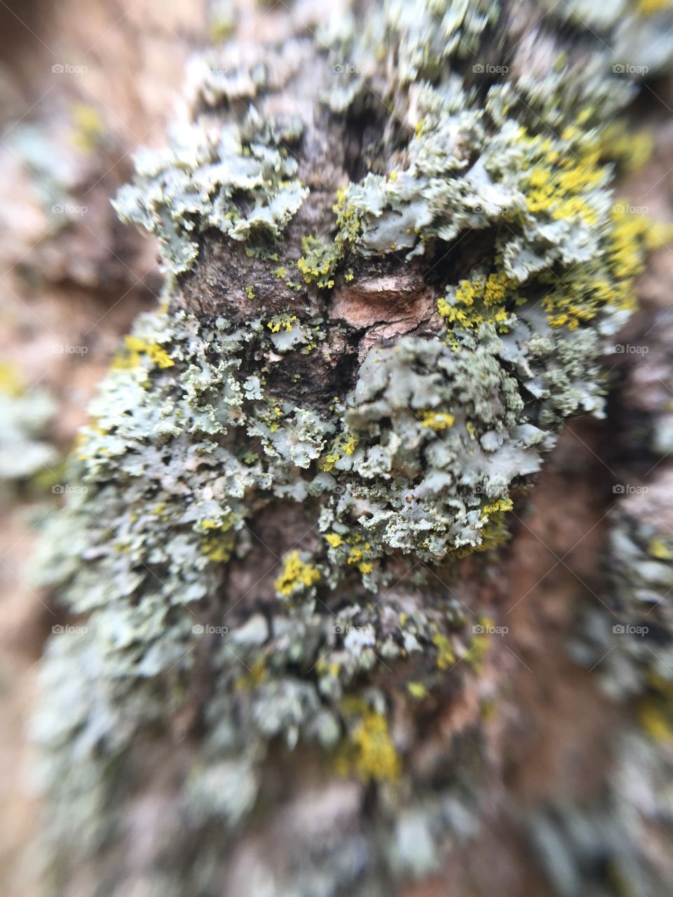 Macro moss and tree bark