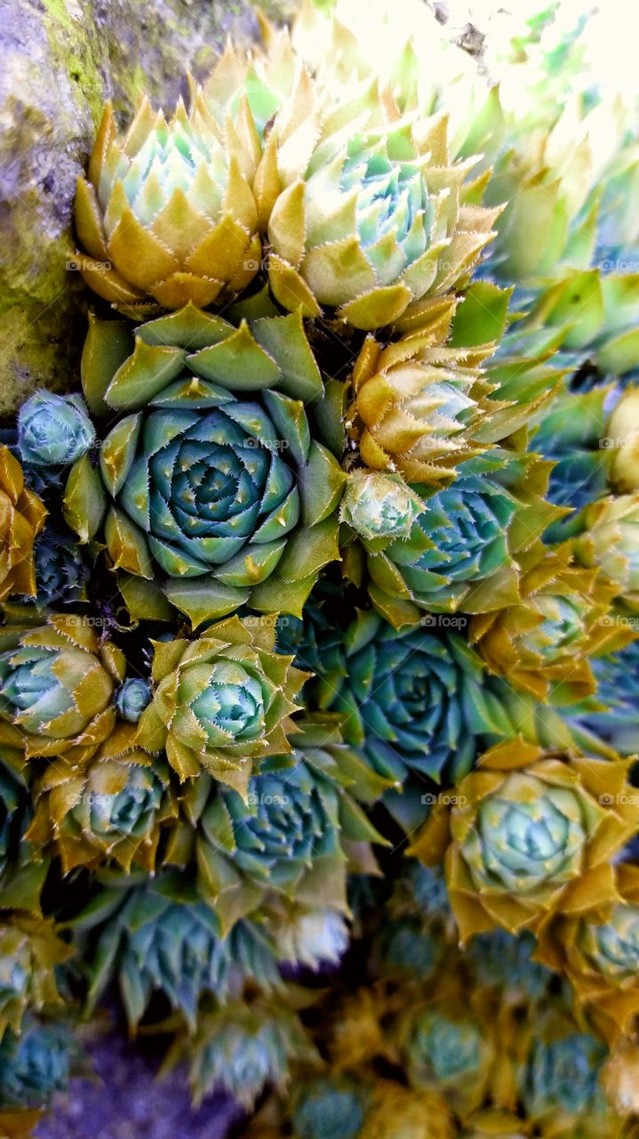 magical succulent