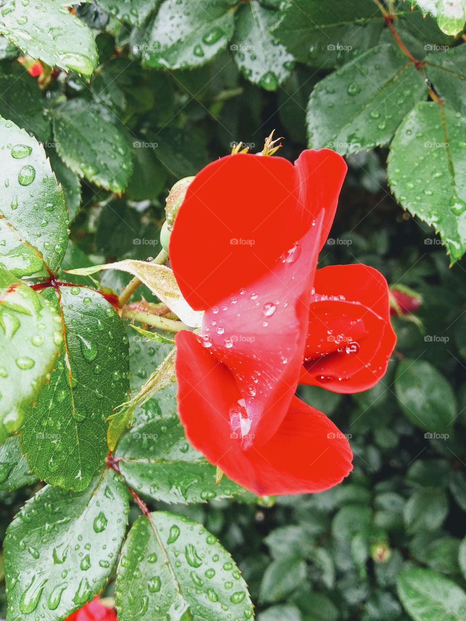 red rose opening up