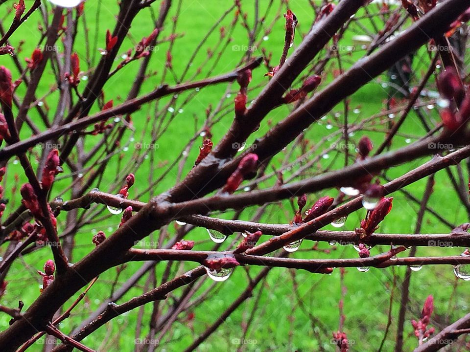 Rain droplets 