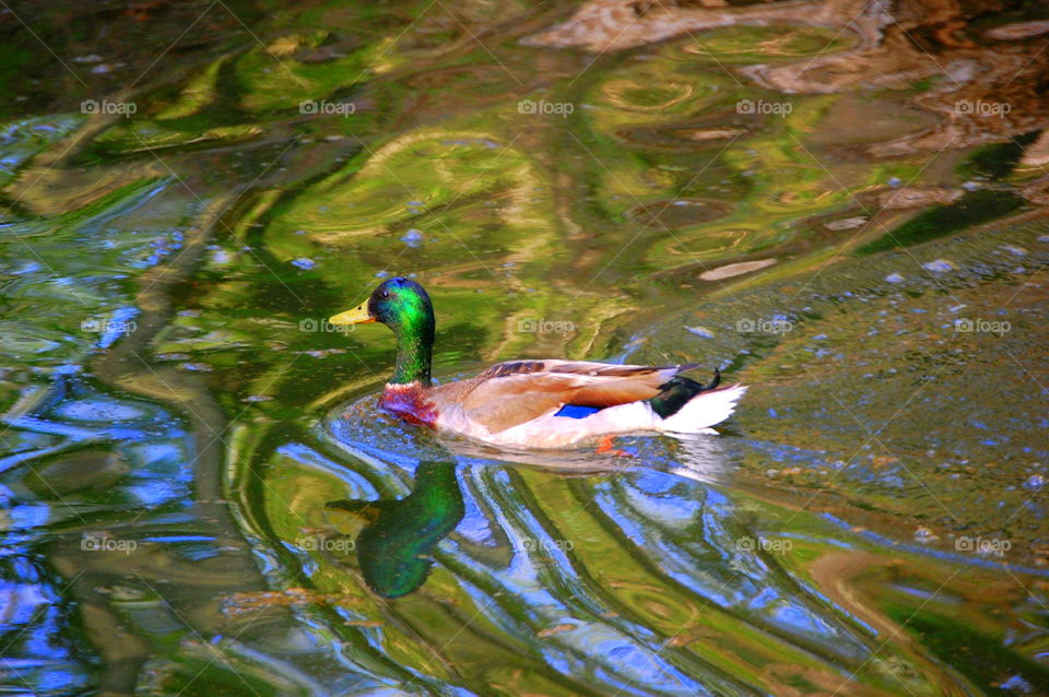Reflection Duck