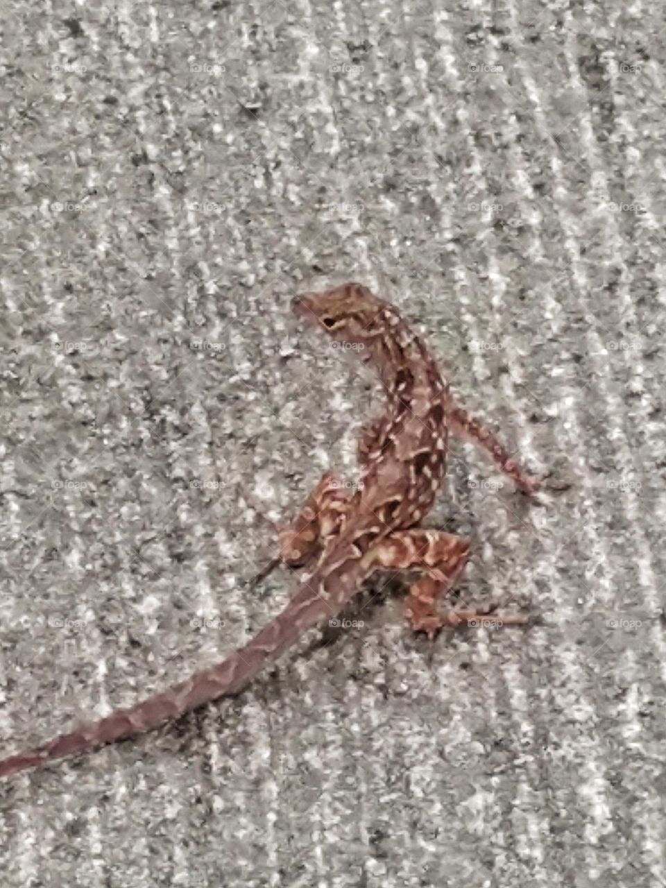 lizard