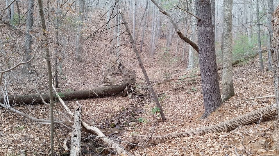 Forest with Spring