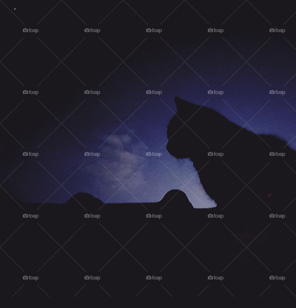 cat @night