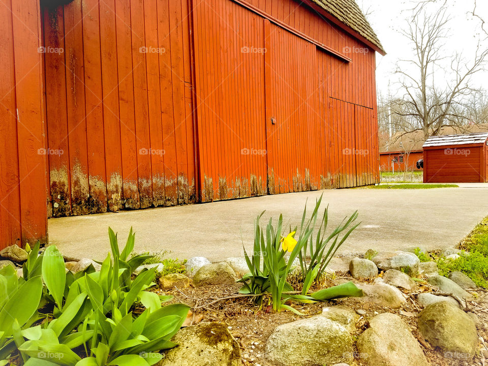 flowers in front of barn
