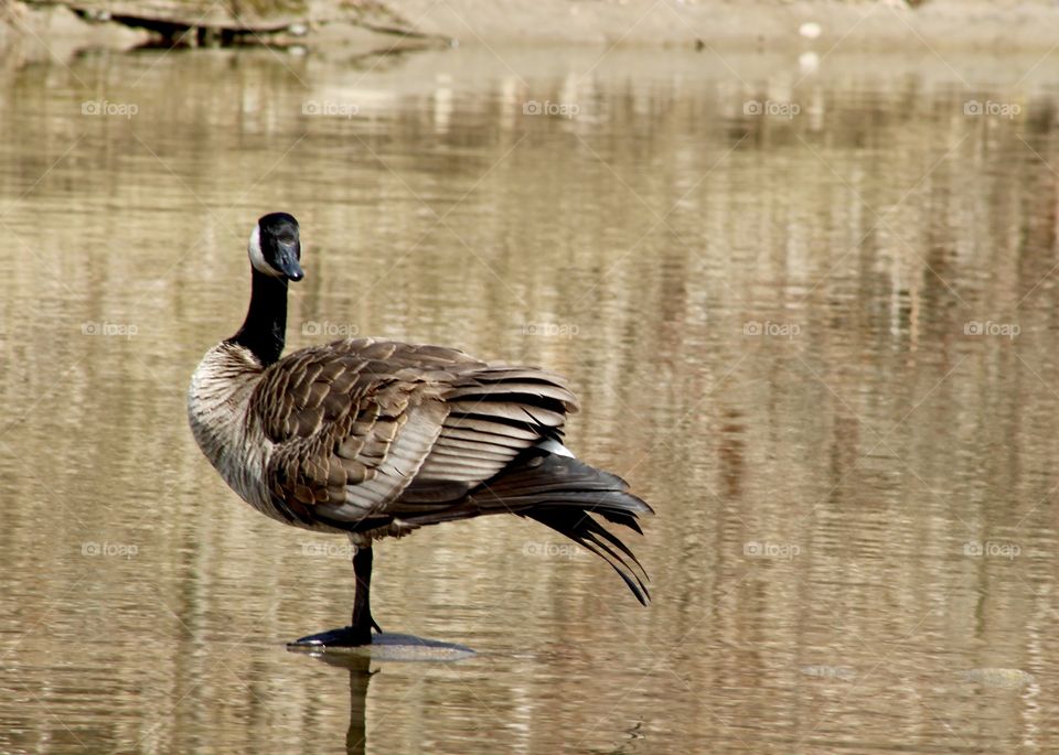 Canada Goose