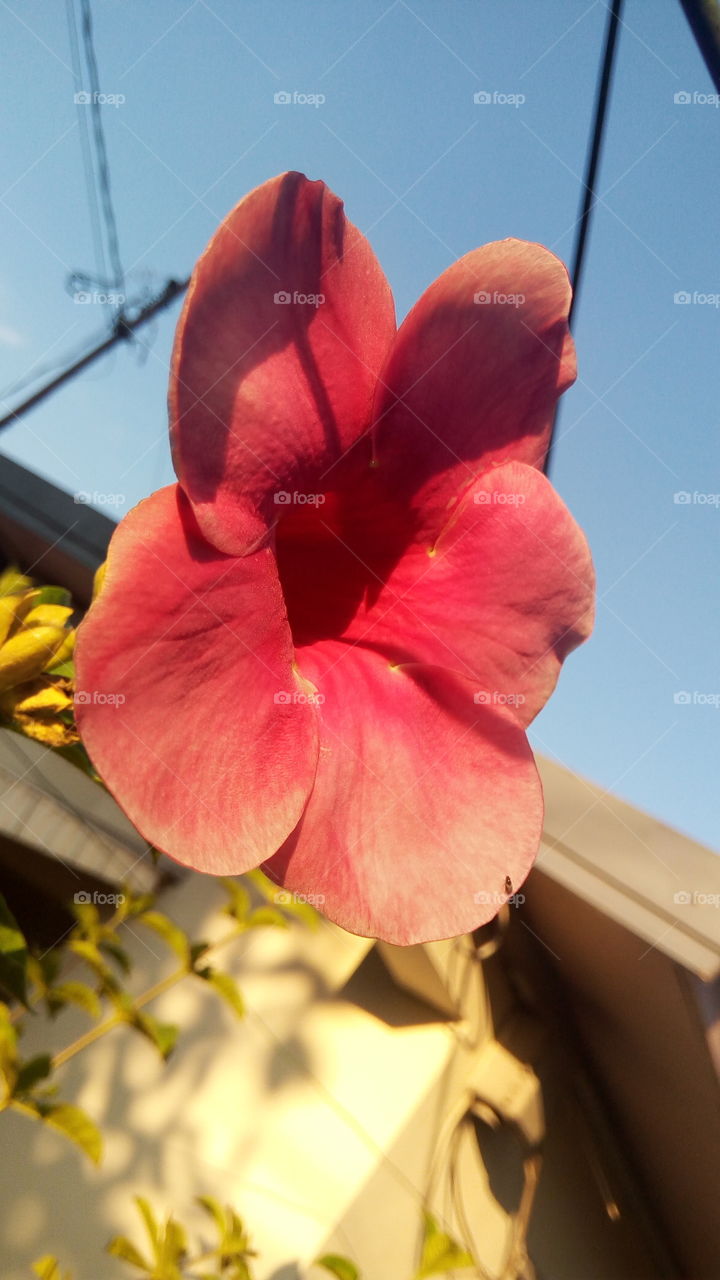 flower with sunshine glow