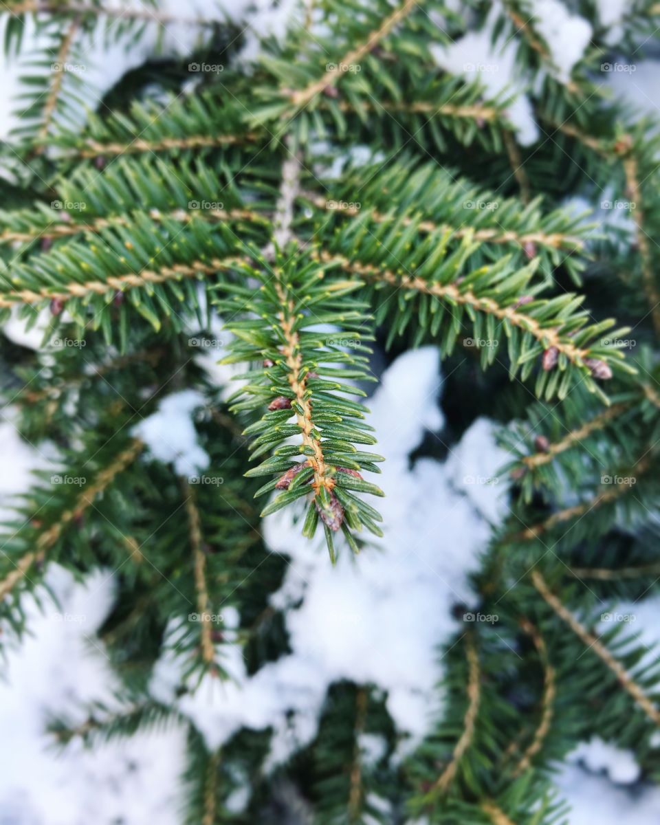 Winter tree