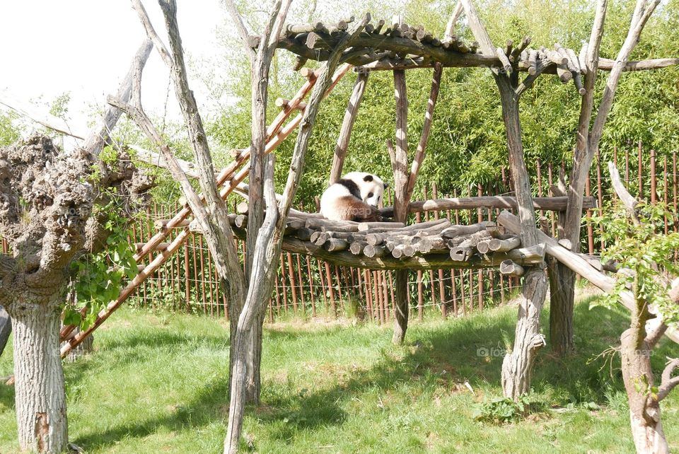 In Pairi Daiza, Belgium.