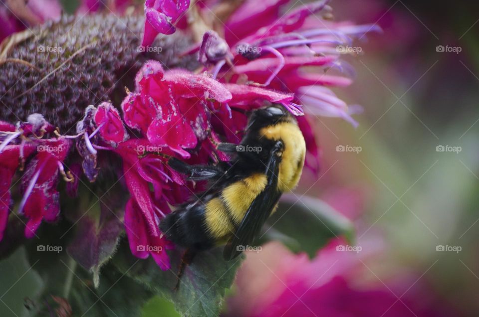 A chubby bee feeds from a pink flower